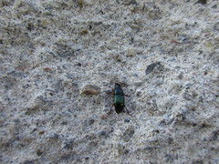 Harpalus