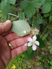 Rubus pascuus