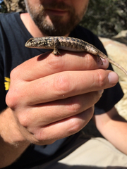 Sceloporus graciosus vandenburgianus