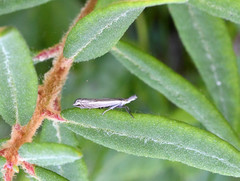 Raphiptera argillaceellus