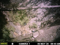 Aphelocoma wollweberi