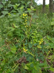Melilotus officinalis