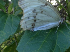 Morpho polyphemus