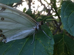 Morpho polyphemus
