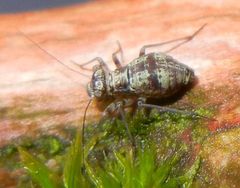 Mesopsocus