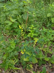 Melilotus officinalis