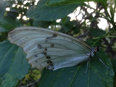 Morpho polyphemus
