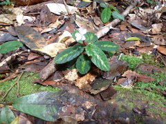 Physacanthus batanganus image