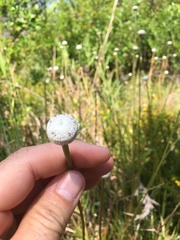 Eriocaulon decangulare image
