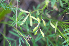 Astragalus arenarius