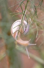 Pseudotachea splendida