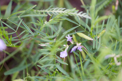 Astragalus arenarius