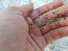 Scrophularia cretacea