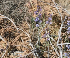 Delphinium parishii