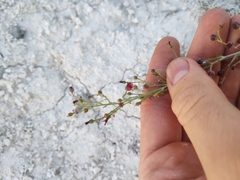 Scrophularia cretacea