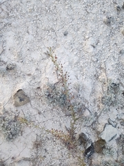 Scrophularia cretacea