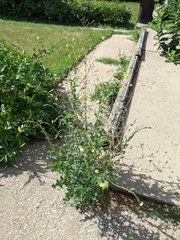 Lactuca serriola