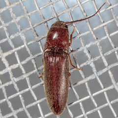 Dipropus simplex