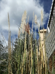 Cortaderia nitida