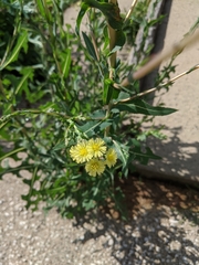Lactuca serriola
