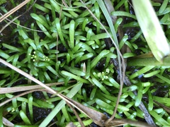 Lilaeopsis chinensis