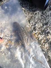 Sceloporus graciosus vandenburgianus
