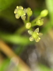 Lilaeopsis chinensis