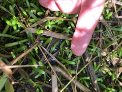 Lilaeopsis chinensis