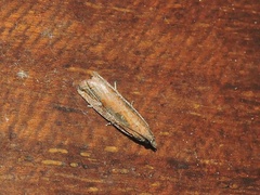 Bactra
