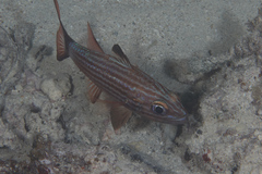 Cheilodipterus alleni