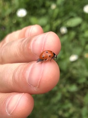 Coccinella septempunctata