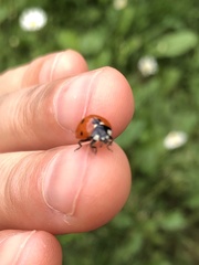 Coccinella septempunctata
