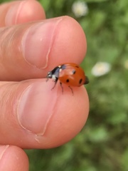 Coccinella septempunctata