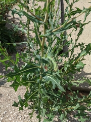 Lactuca serriola