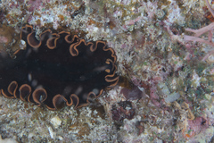 Pseudobiceros splendidus