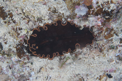 Pseudobiceros splendidus