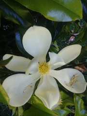 Magnolia grandiflora