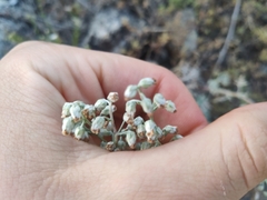 Artemisia hololeuca