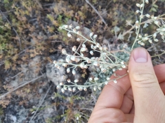 Artemisia hololeuca