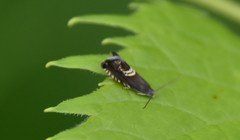 Grapholita interstinctana