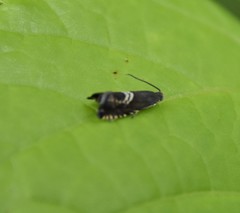 Grapholita interstinctana