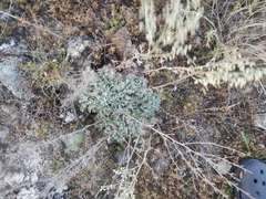 Artemisia hololeuca