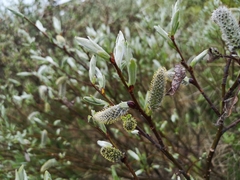 Salix lapponum