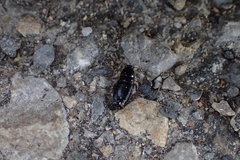 Loboptera canariensis