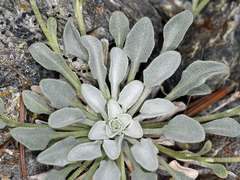 Physaria occidentalis occidentalis