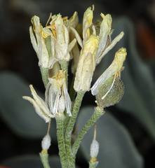 Physaria occidentalis occidentalis