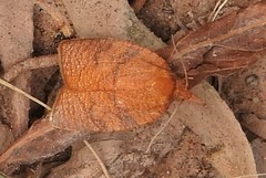 Cenopis reticulatana