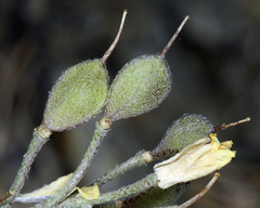 Physaria occidentalis occidentalis