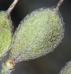 Physaria occidentalis occidentalis
