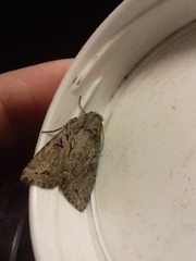 Apterogenum ypsillon